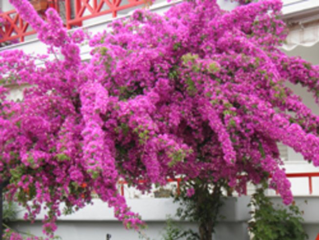 Бугенвилията идва от страната на приказките