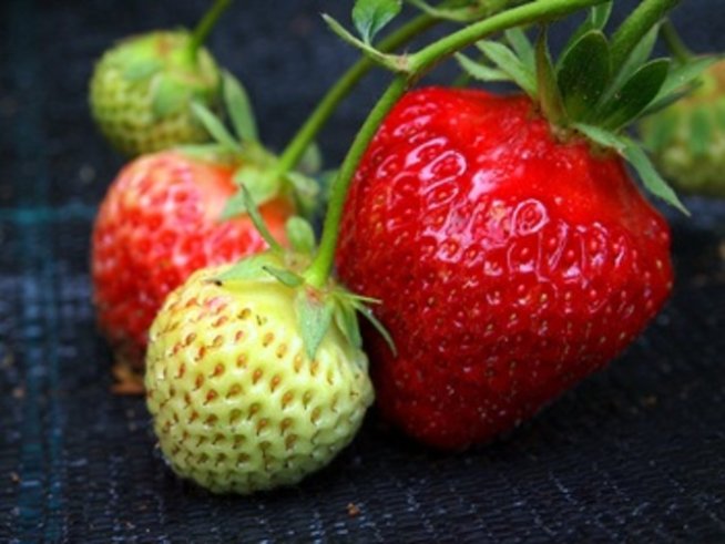 Маска за сияйно лице с ягоди