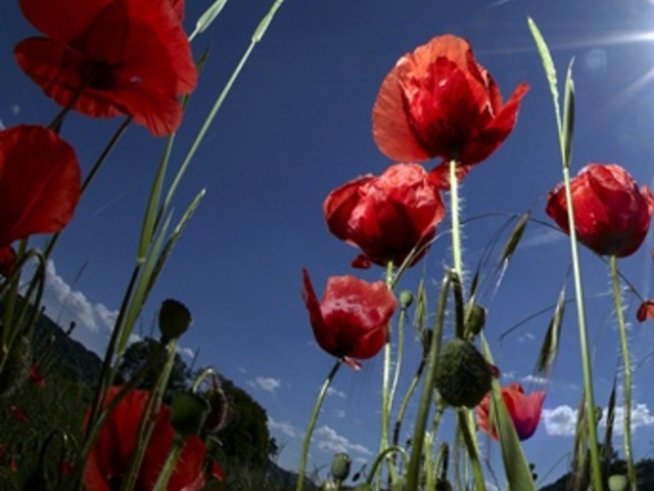 Туристи берат любовни билки на Еньовден