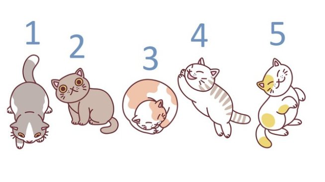 Тест с котки. Снимка: istock