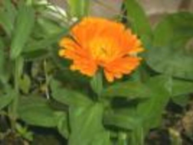 Невен – calendula