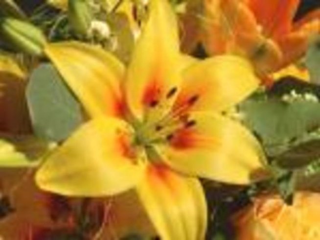 Лилиум (Lilium)