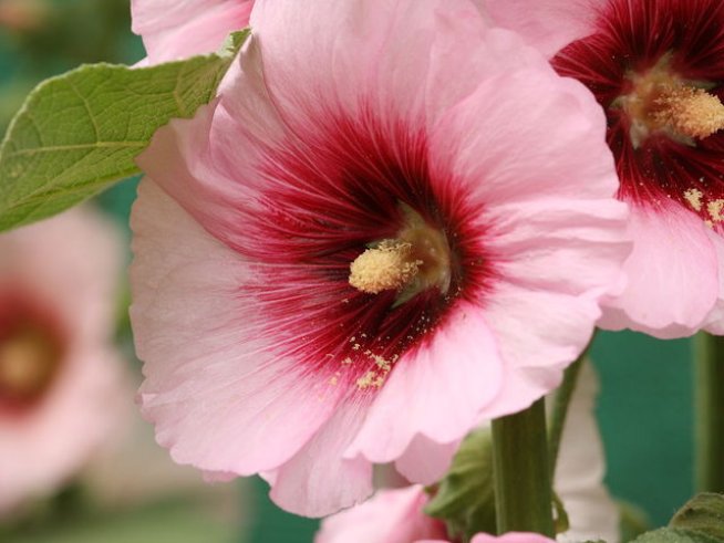 Снимка: Wikimedia Commons