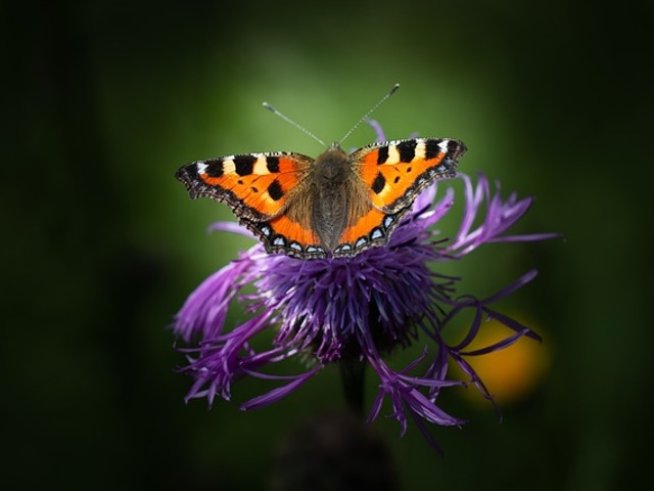 Снимка: pixabay