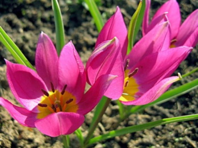 Мини лалета – новост в ботаническата градина в Балчик