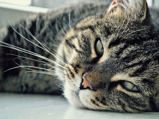 Снимка: pixabay.com