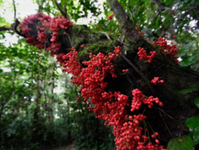 Плодовете и зеленчуците могат да ни предпазят от рак