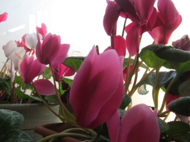 Цикламата – прекрасна и през зимата