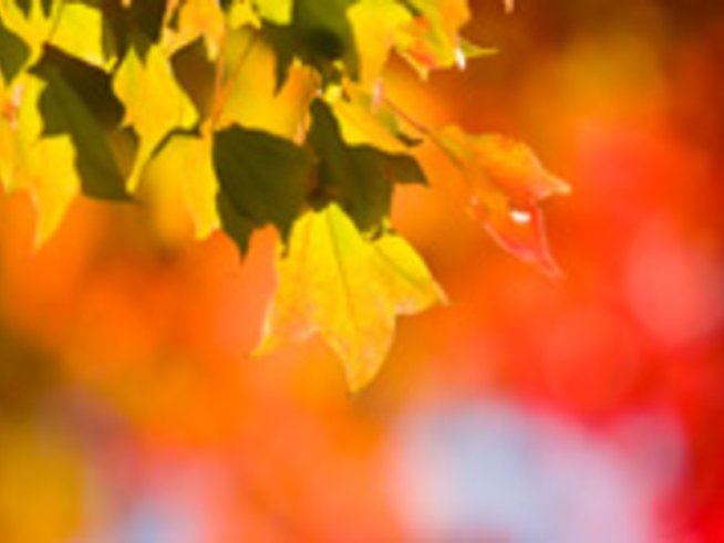 Елегия за спомени