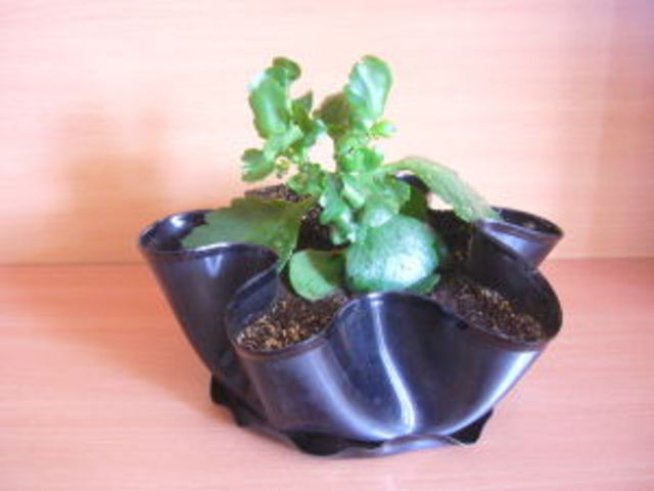 Нов живот за старите грамофонни плочи