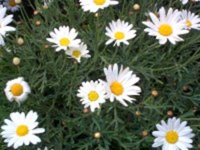 Argyranthemum frutescens