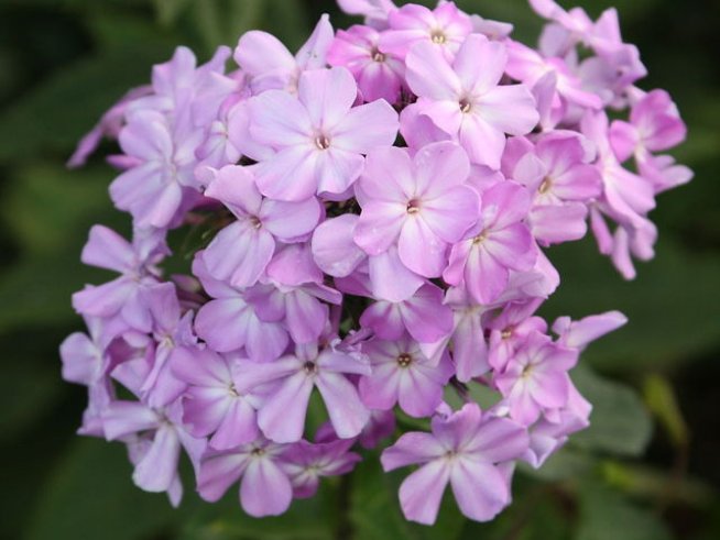 Снимка: Wikimedia Commons