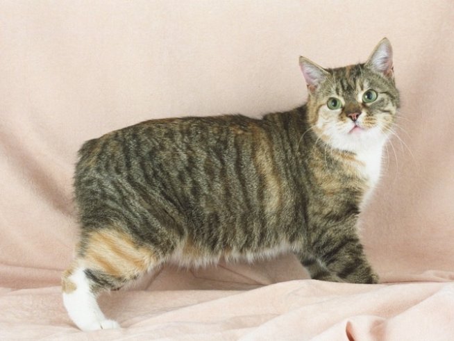 Безопашатата котка манкс.