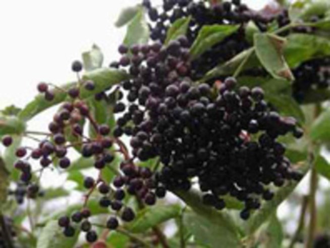 Черният бъз - сила през зимата