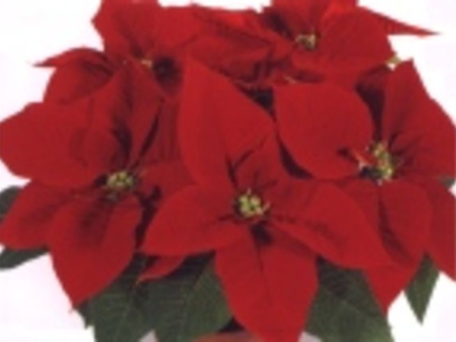 Цветарство през октомври