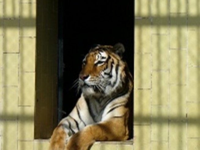 Тигрица от Софийския зоопарк намери своя тигър