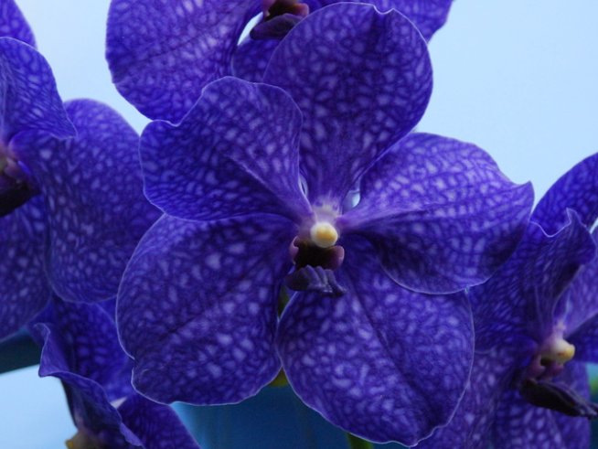 Снимка: Wikimedia Commons