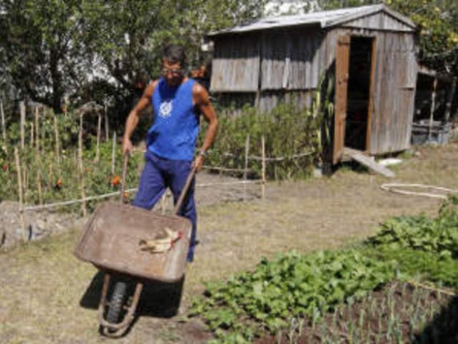 Фолиева киселина в градината