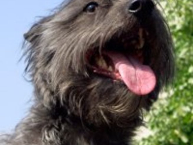 Опитомяване на чувствата