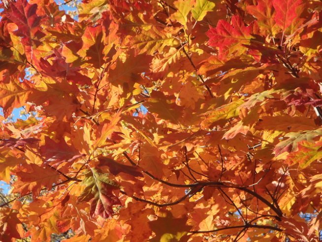 Снимка: Sxc.hu