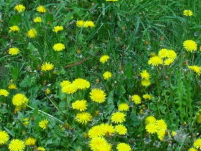 3 начина да извадим кърлеж