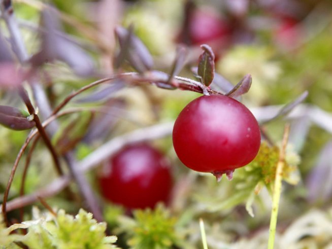 Снимка: Sxc.hu