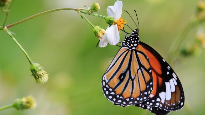 Изберете животно и разкрийте неподозирана част от характера си. Снимка: istock