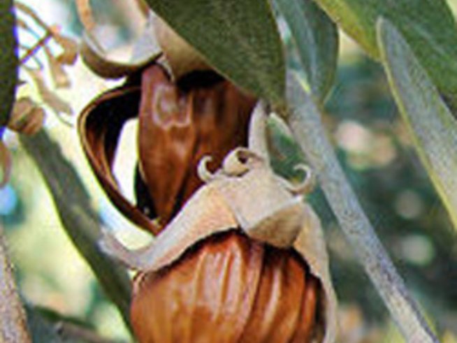 Маслото от жожоба – еликсир от древността