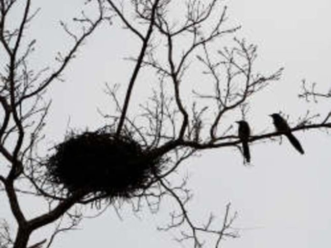 Голямо нещастие те чака, ако развалиш лястовиче гнездо