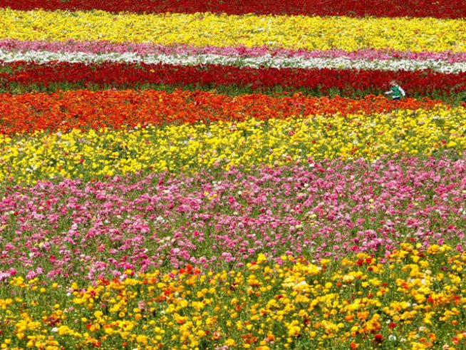 Младите се преселват на село да отглеждат сами биоградини