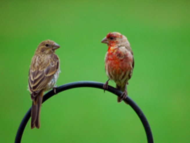 За птиците, за полета, за порива, за сбъдването на мечти