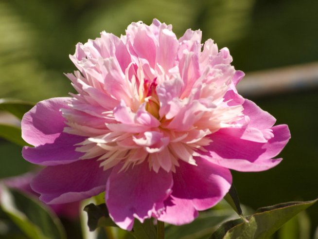 Снимка: Sxc.hu