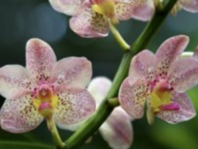 Как да размножим домашната орхидея?