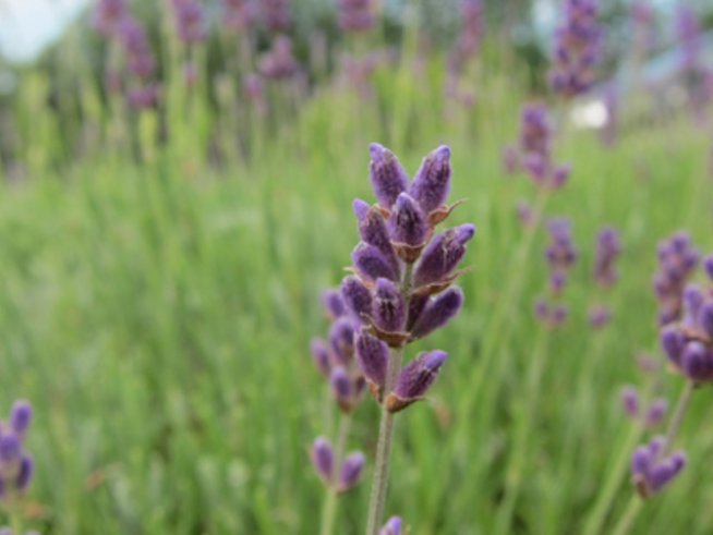Лавандула за релакс