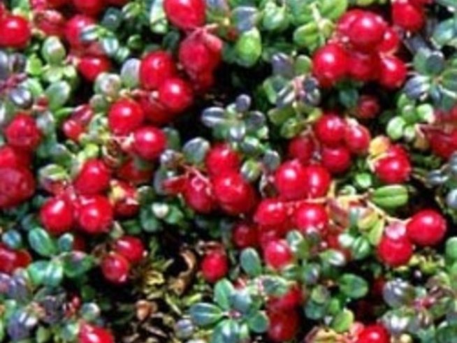 Здравословни храни, които разкрасяват и подмладяват