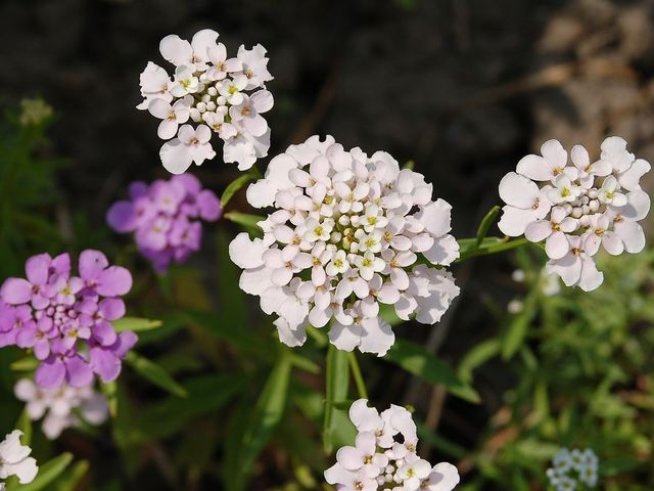 Снимка: Wikimedia Commons