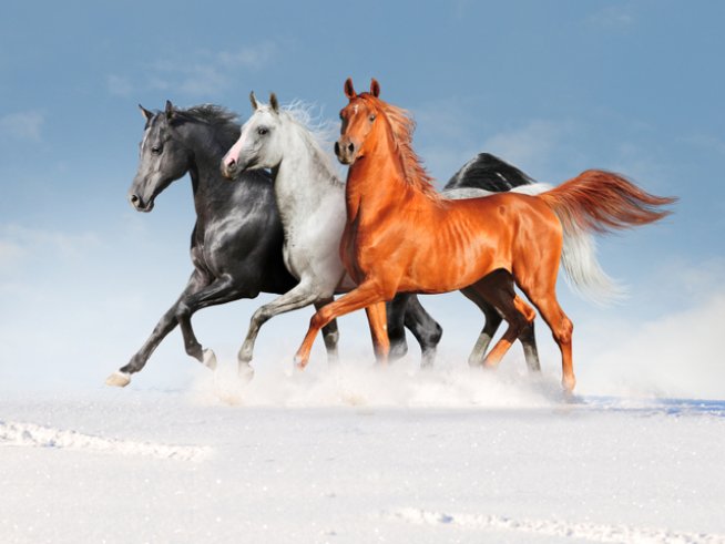 Снимка: iStock