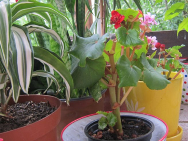 Пластмасови или керамични саксии?