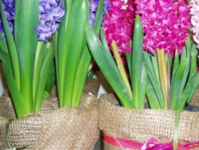 За първи пролетни цветя – засадете луковиците през есента