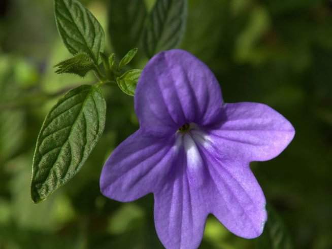 Снимка: Wikimedia Commons