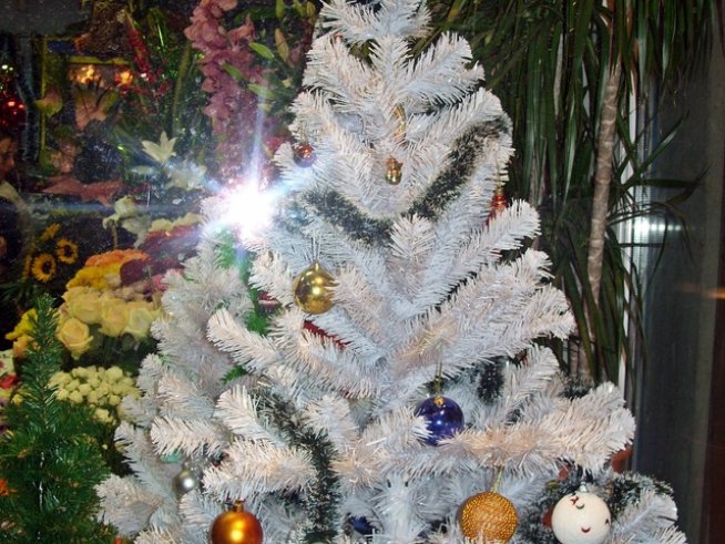 Снимка: Ивет Лолова