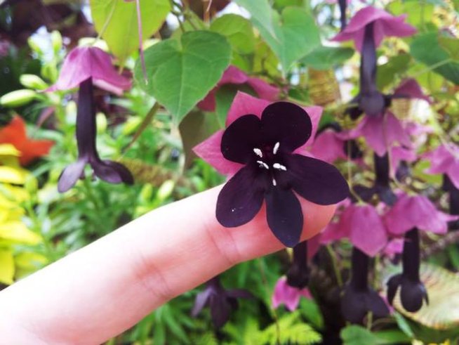 Снимка: Wikimedia Commons