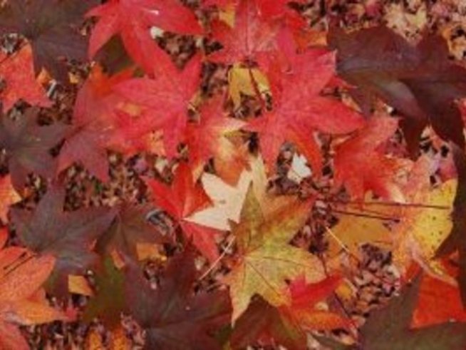 Есенно настроение в думи