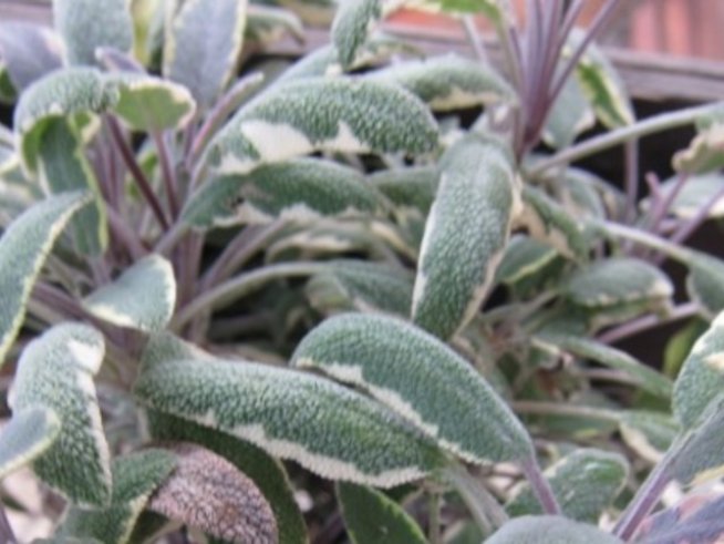 Градински чай – салвия – красивата билка на дълголетието