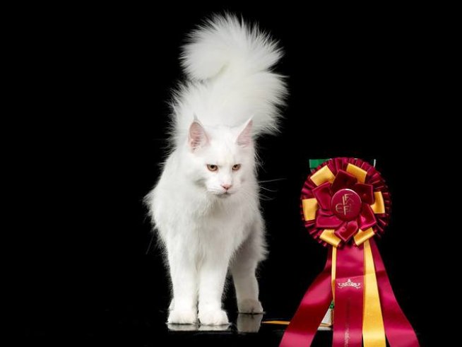 Снимка: Федерация по фелинология - България и Клуб Тика България.