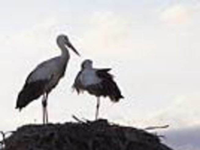 Да пристигнеш с любимата в родината