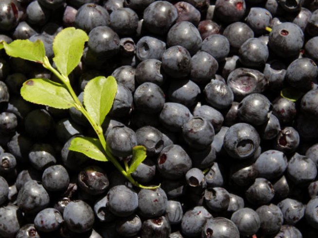 С боровинки срещу Алцхаймер