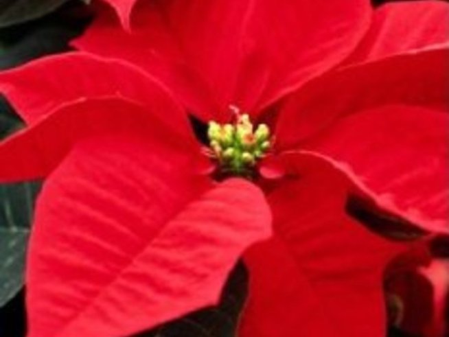 Коледната звезда след Коледа