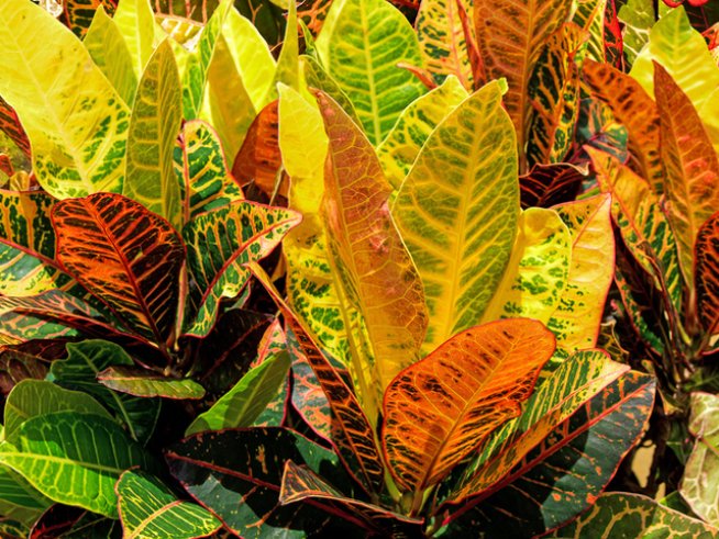 Снимка: istock