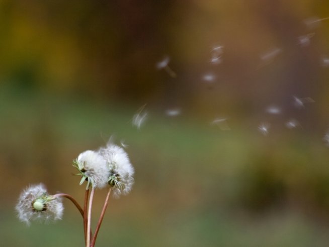 Снимка: freeimages